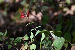 Salvia holwayi