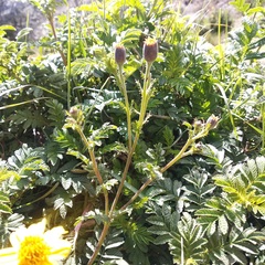 Tagetes zypaquirensis
