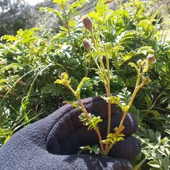 Tagetes zypaquirensis