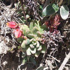 Echeveria quitensis
