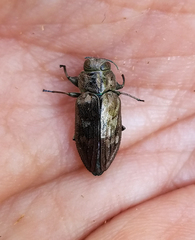 Chrysobothris femorata