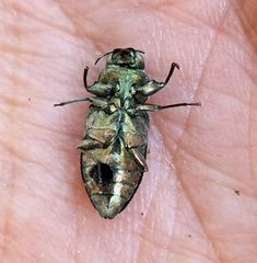 Chrysobothris femorata