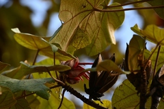 Chiranthodendron pentadactylon