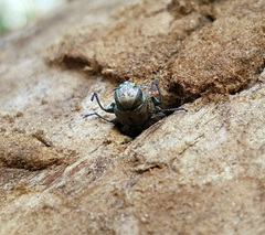 Chrysobothris femorata