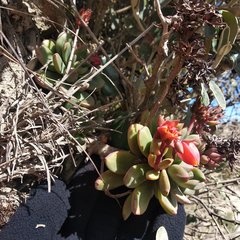 Echeveria quitensis