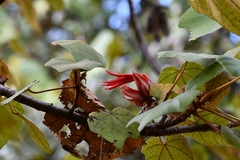 Chiranthodendron pentadactylon