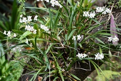Cuitlauzina pulchella