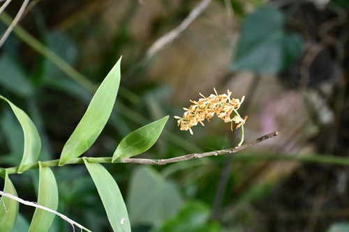 Epidendrum polyanthum, photograph 5