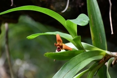 Maxillaria elatior