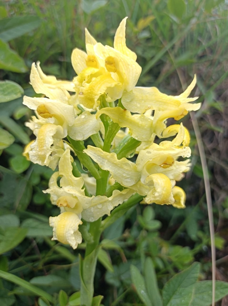 Chloraea densipapillosa