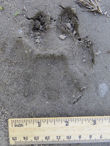 Mountain Lion Tracks – NatureTracking