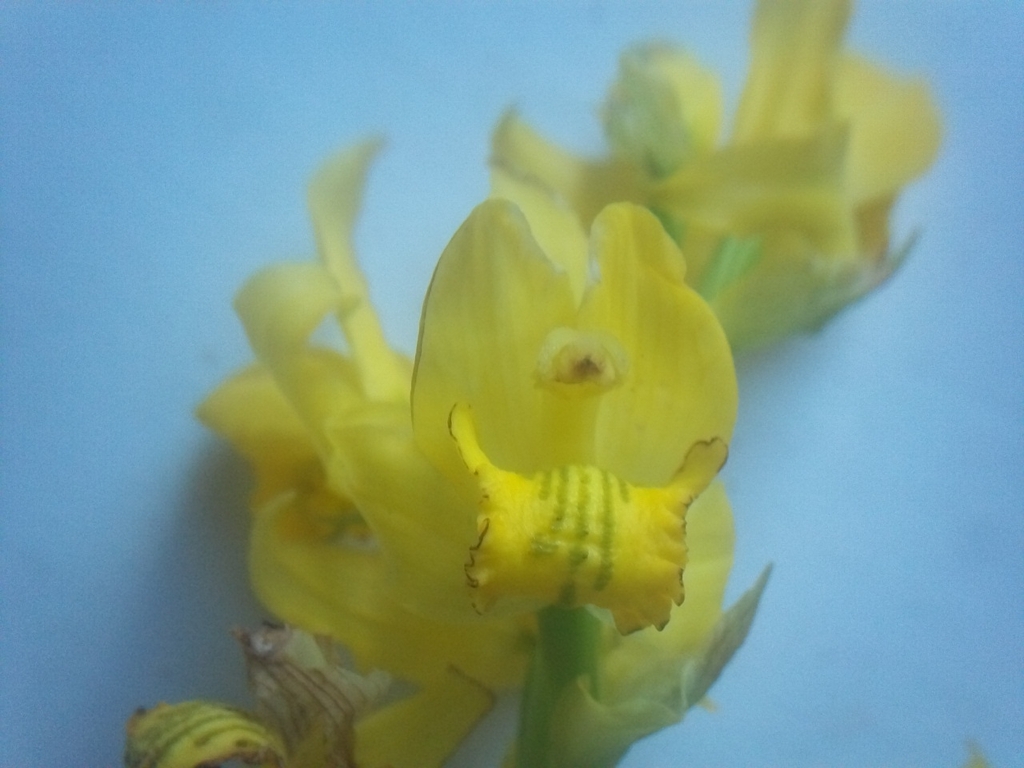 Chloraea multilineolata