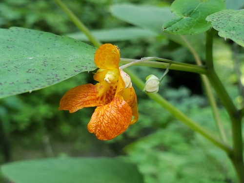 common jewelweed (Impatiens capensis)