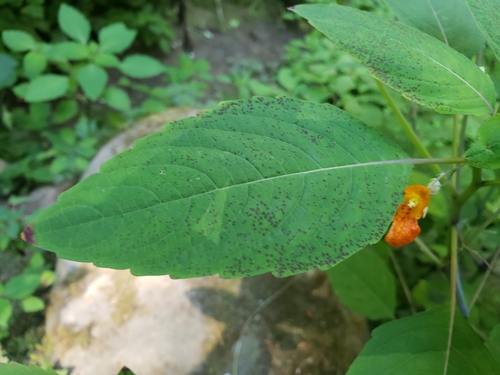 Impatiens capensis