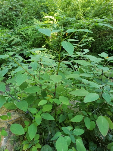 Impatiens capensis
