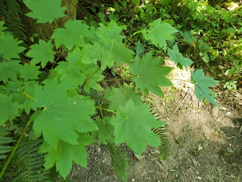 Acer circinatum