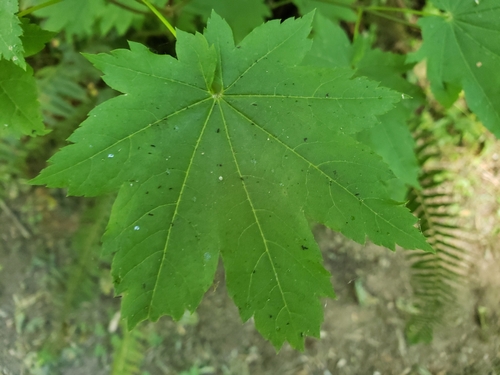 Acer circinatum