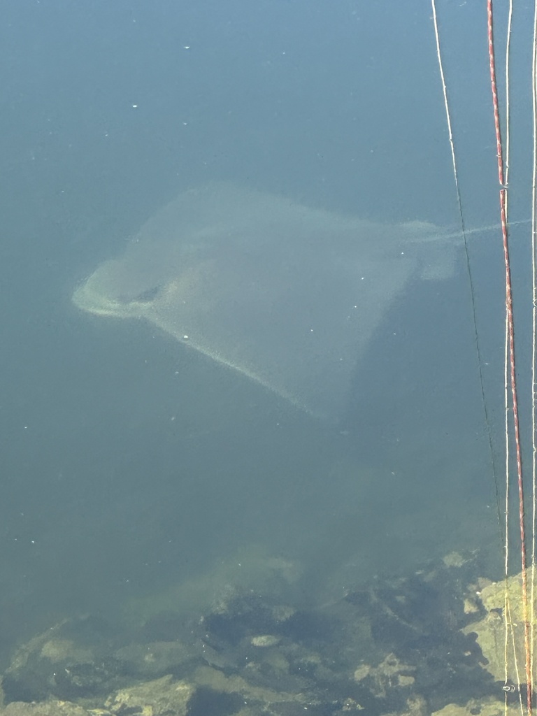 Bat ray gliding in shallow marina water, Ventura, California