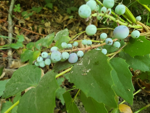 Cascade Barberry fruiting
