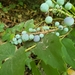 Berberis — photo 3
