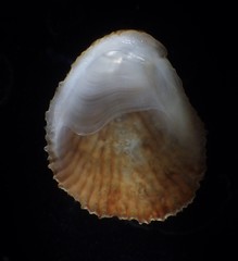 Bostrycapulus aculeatus