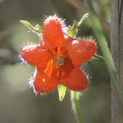 Caiophora contorta