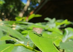 Callimormus interpunctata