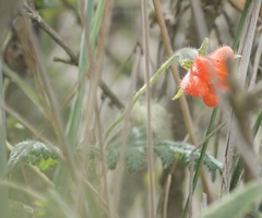 Caiophora contorta