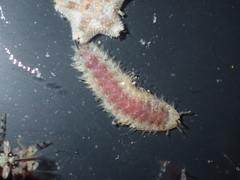 Harmothoe areolata