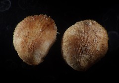 Bostrycapulus aculeatus