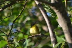 Geothlypis trichas trichas