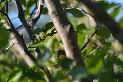 Geothlypis trichas trichas