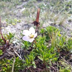 Gentianella cerastioides