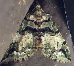 Hydriomena albifasciata