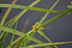 Carex pseudocyperus