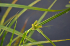 Carex pseudocyperus