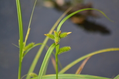 Carex pseudocyperus