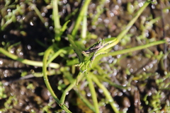 Triglochin scilloides