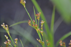 Juncus alpinoarticulatus