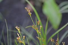 Juncus alpinoarticulatus