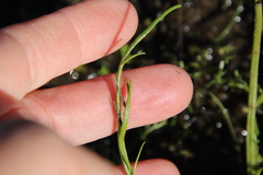 Triglochin scilloides
