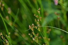 Juncus alpinoarticulatus