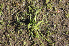 Triglochin scilloides