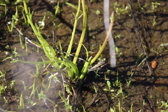 Triglochin scilloides