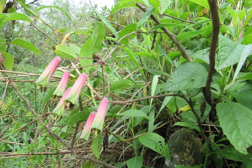 Bomarea ovata (Bomarea ovata)