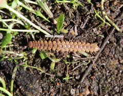 Harpogonopus confluentus