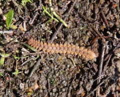 Harpogonopus confluentus