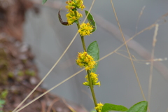 Solidago hispida hispida