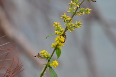 Solidago hispida hispida