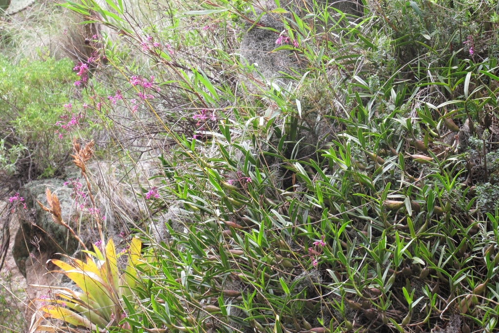 Epidendrum blepharistes